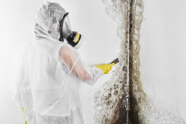 Best Commercial Mold Removal  in Ellsworth, ME