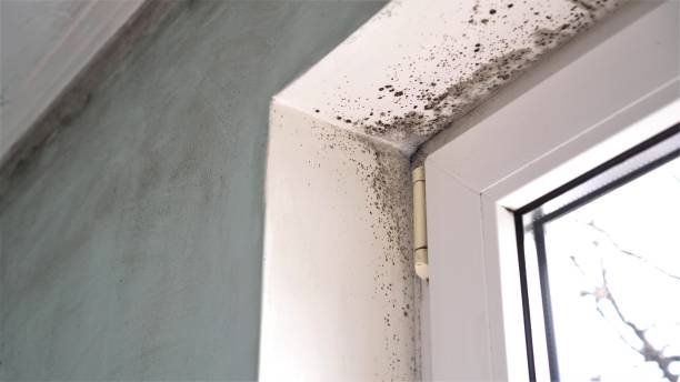 Best Professional Mold Removal  in Ellsworth, ME