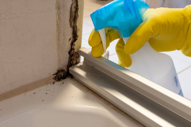 Best Certified Mold Removal  in Ellsworth, ME