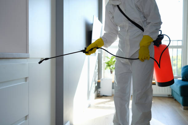 Best Mold Cleaning Services  in Ellsworth, ME