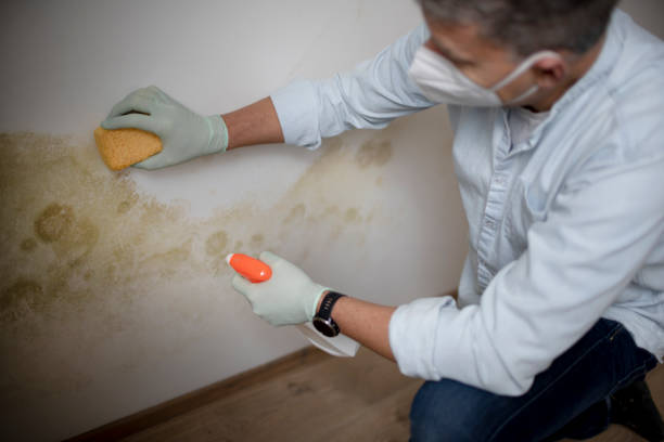 Best Emergency Mold Removal  in Ellsworth, ME