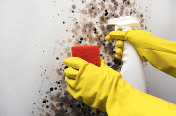 Best Toxic Mold Removal  in Ellsworth, ME